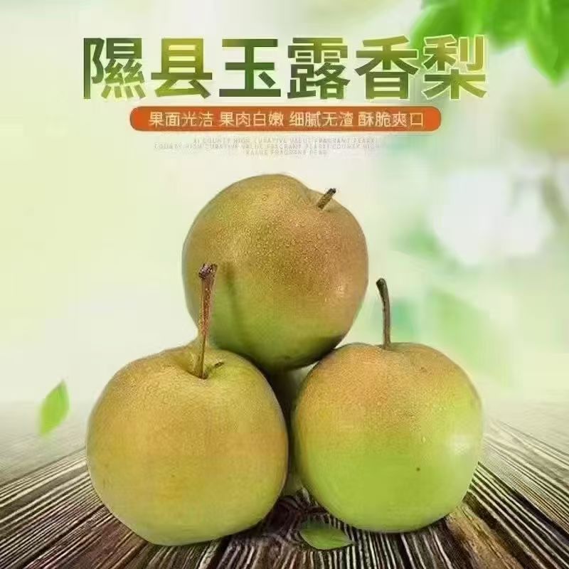 果园直发山西隰县玉露香梨皮薄汁多酥脆香甜果肉细腻