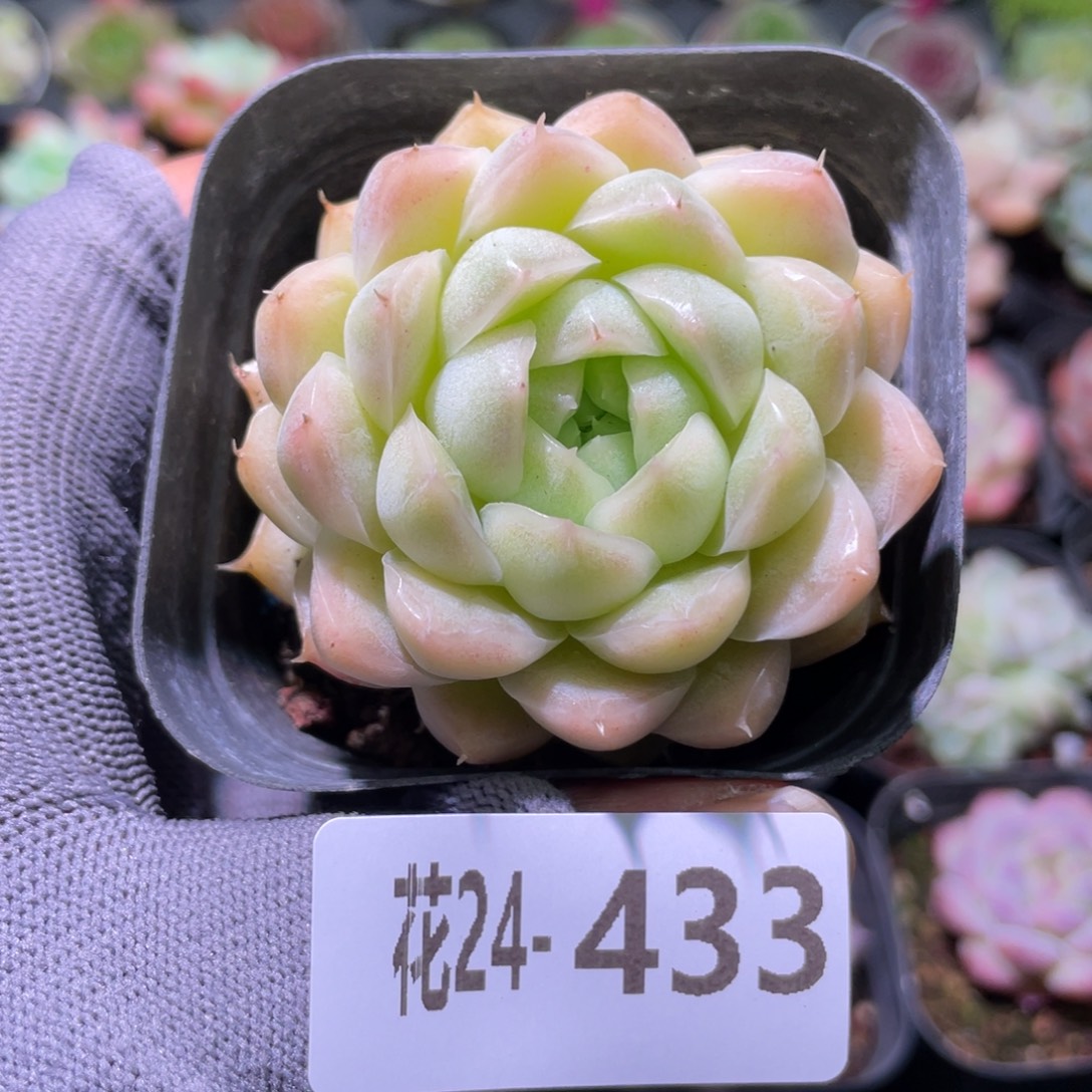 花利美24-433麦秆