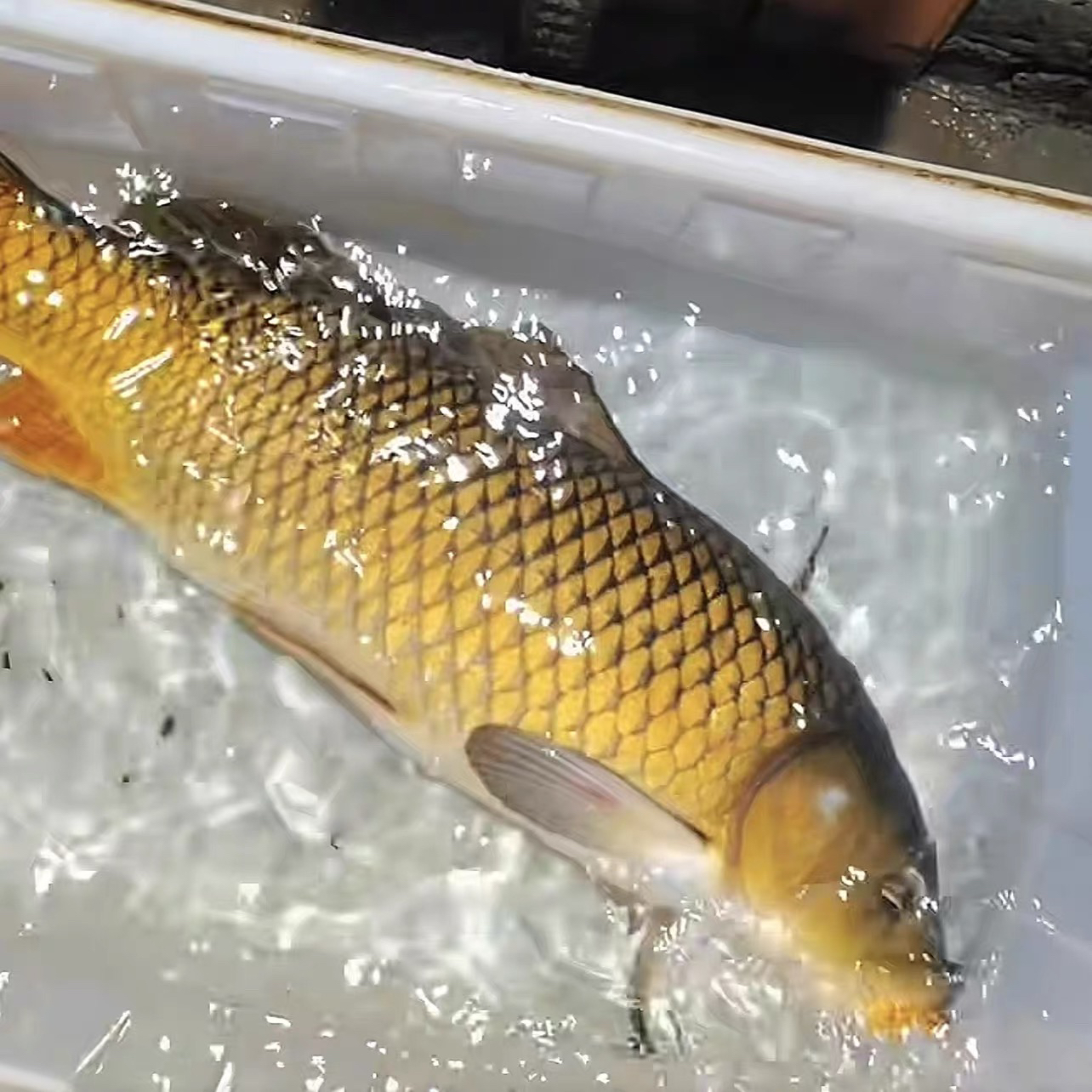 顺丰包邮野生黄河小浪底鲤鱼现发，干煸红烧美味老少皆宜