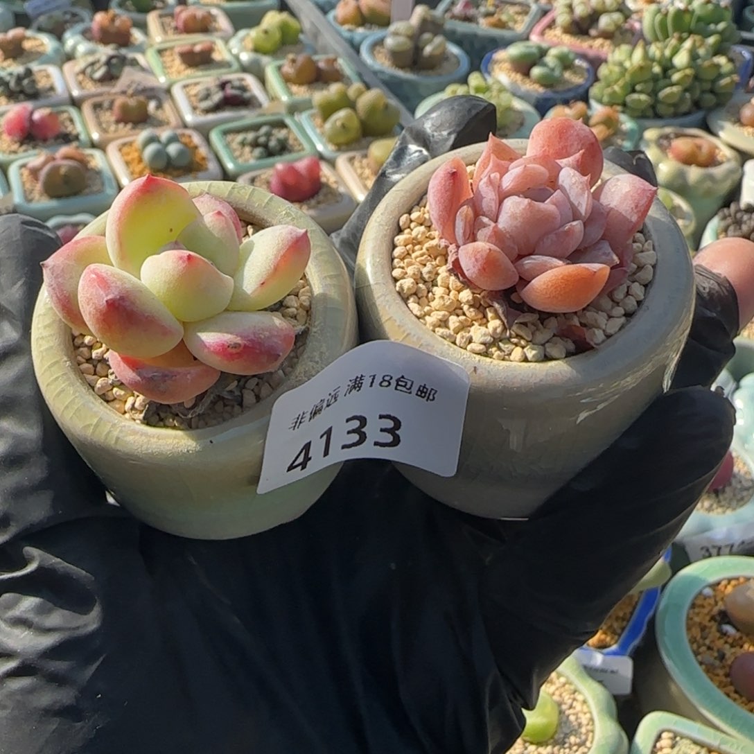 4133-一物一拍 带盆