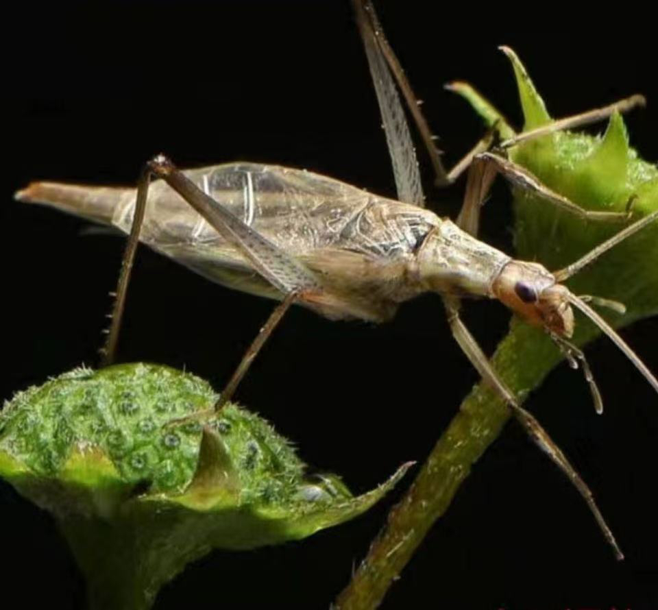 TIGER老虎科普好物·紫竹蛉明信片包装盒3个