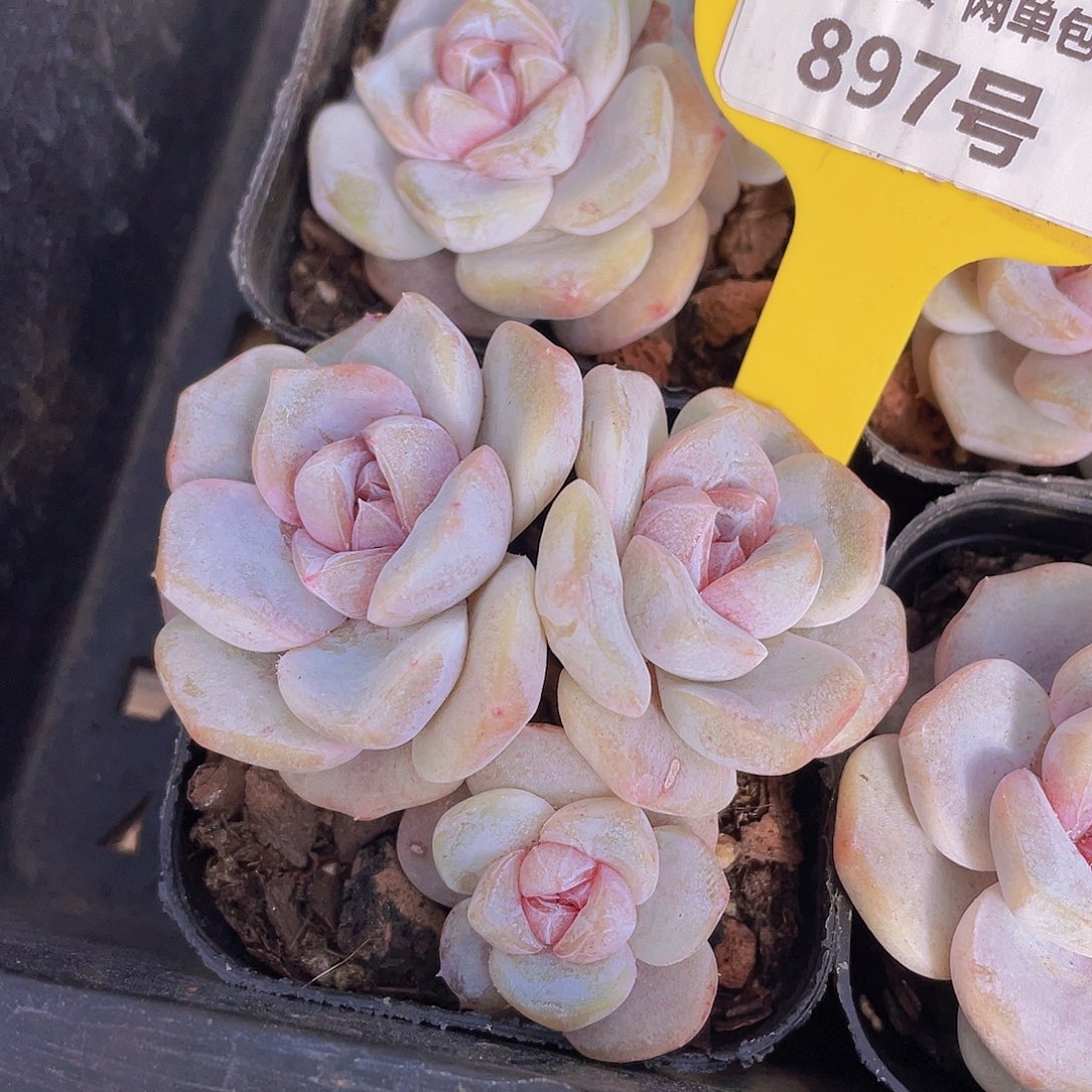 897号 芋圆啵啵群生一个