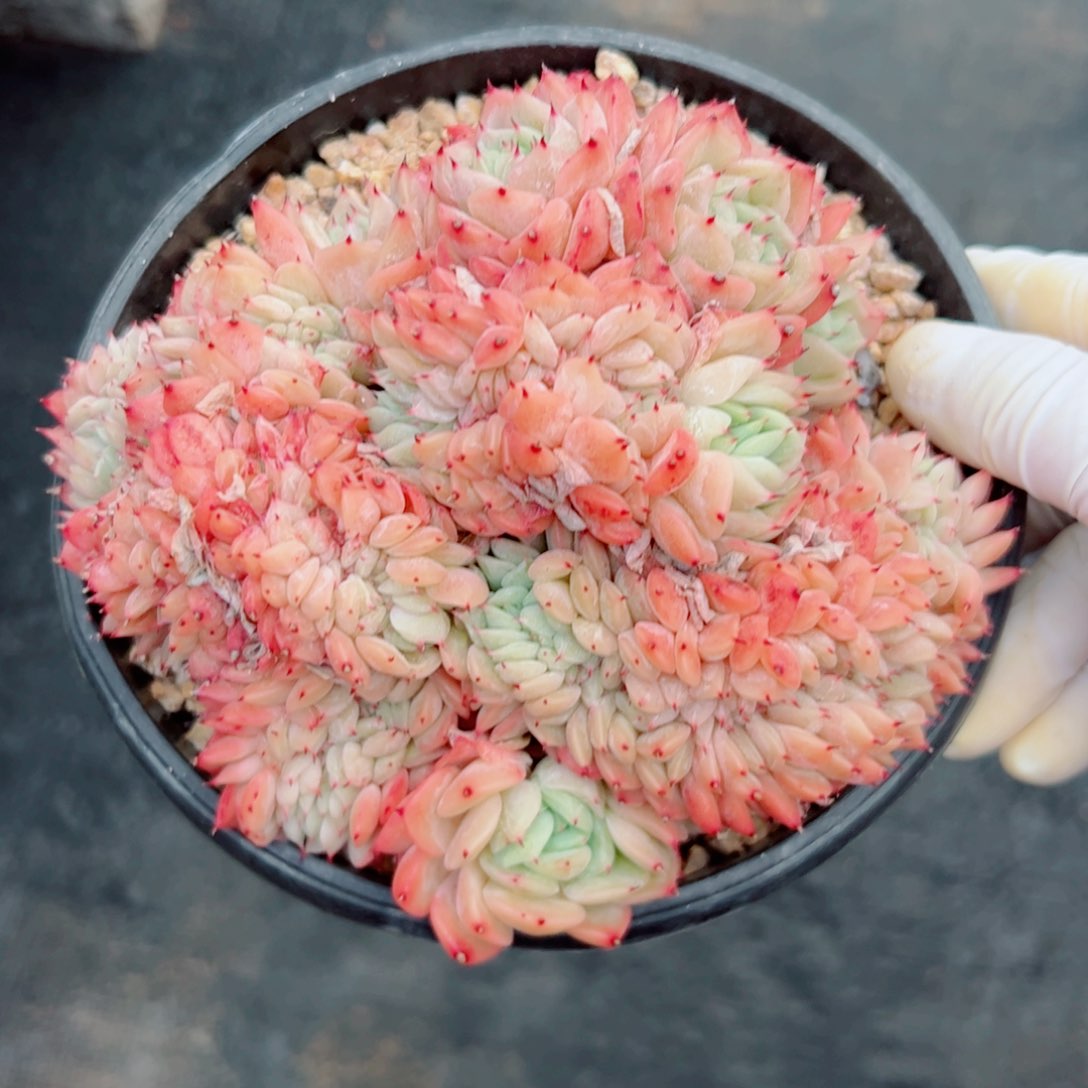 洞庭缀化多肉植物