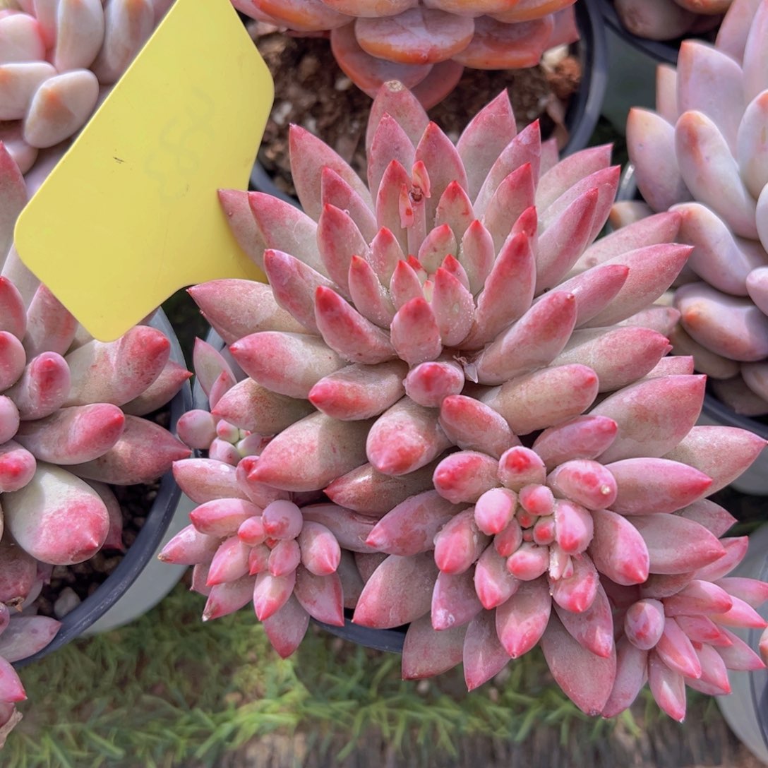 香玉的故事是一个人的