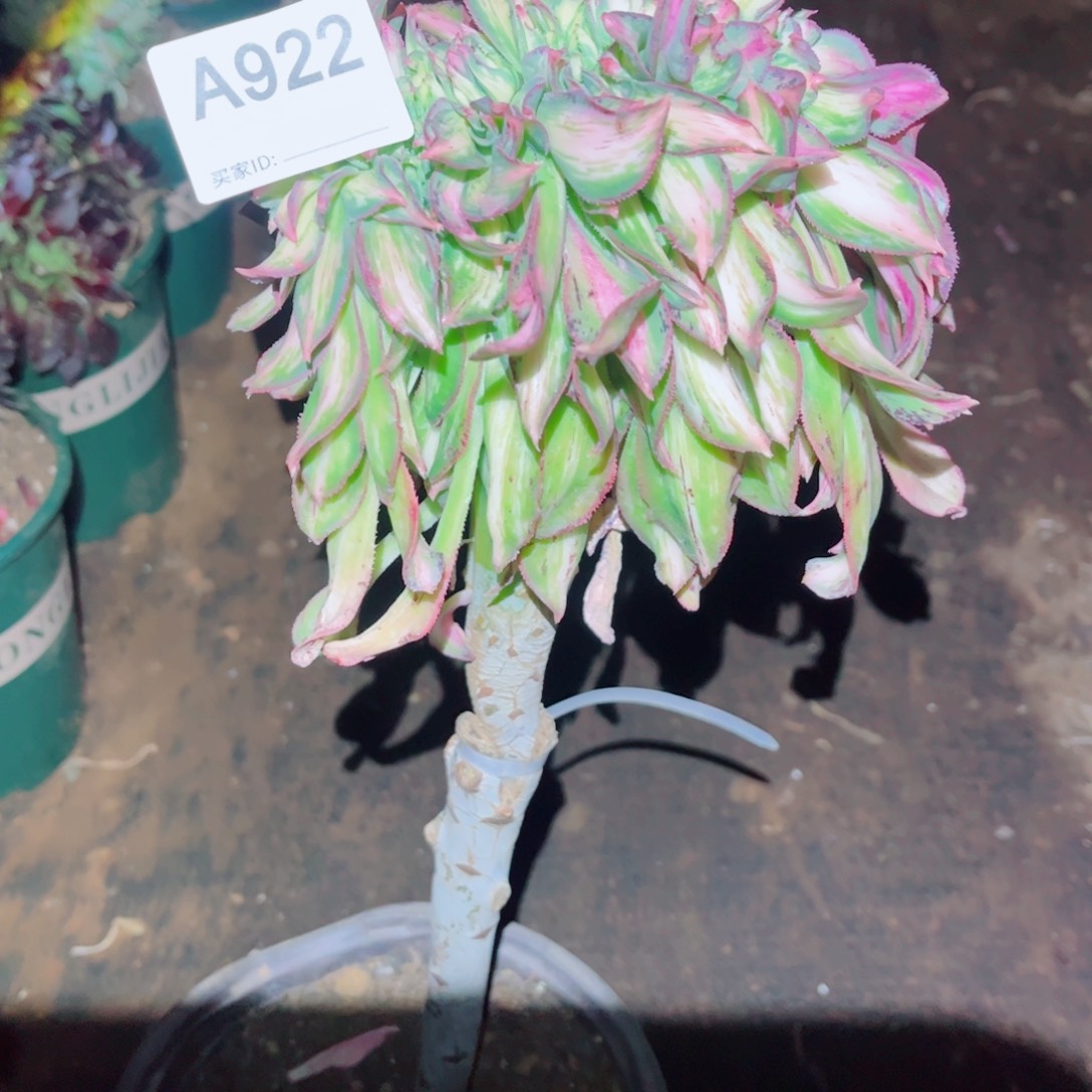 922号焕彩缀化多肉植物