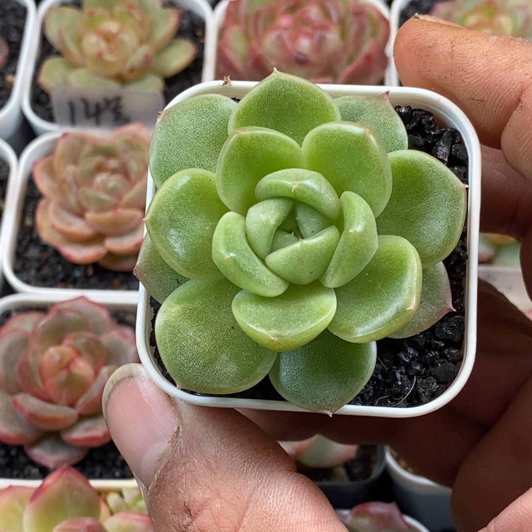 天官赐福百无禁忌
