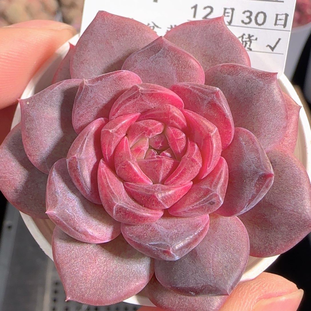 多肉1230-114琥珀天使珍妮