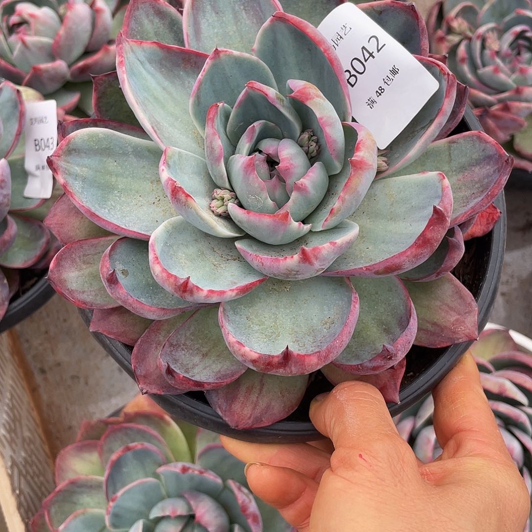 惊鸿042 多肉多肉多肉