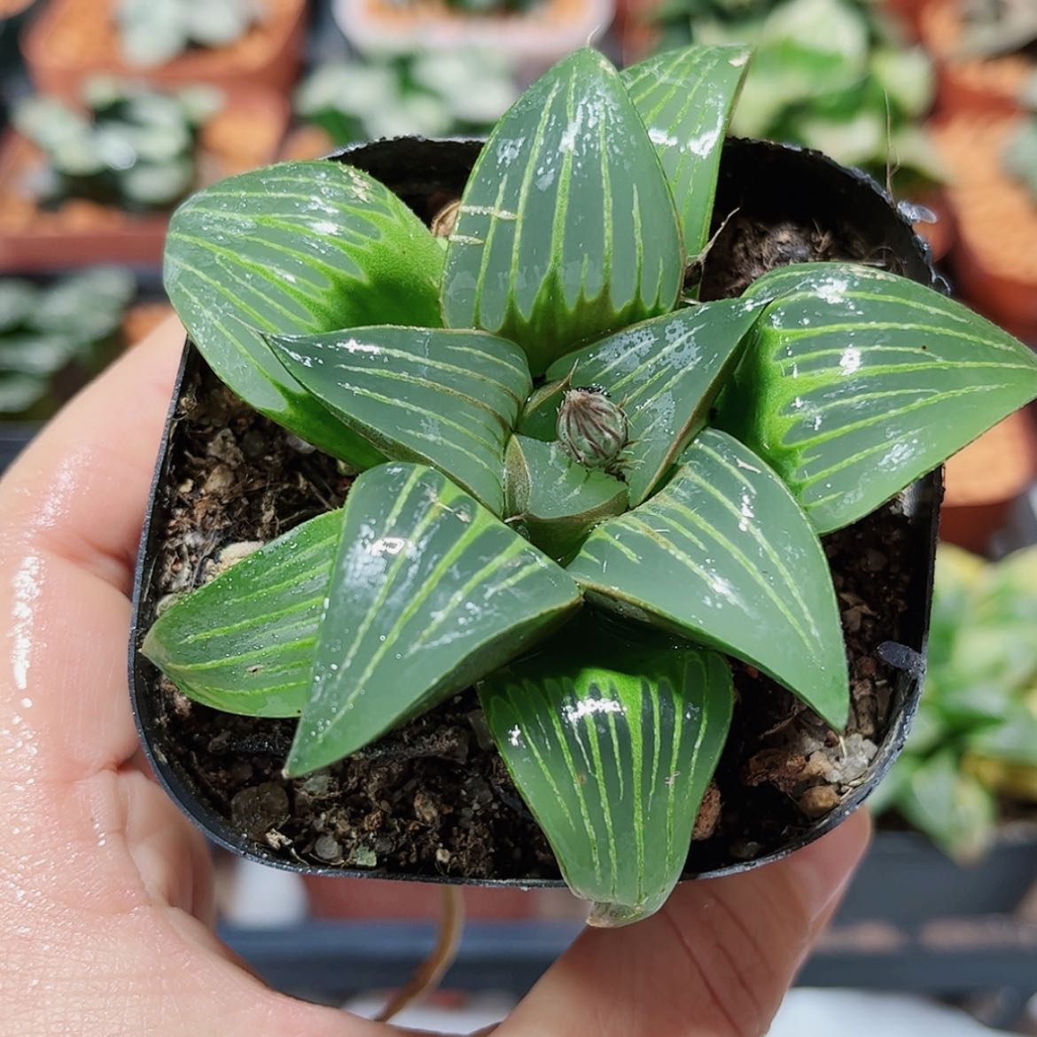 【闪购商品】西山寿