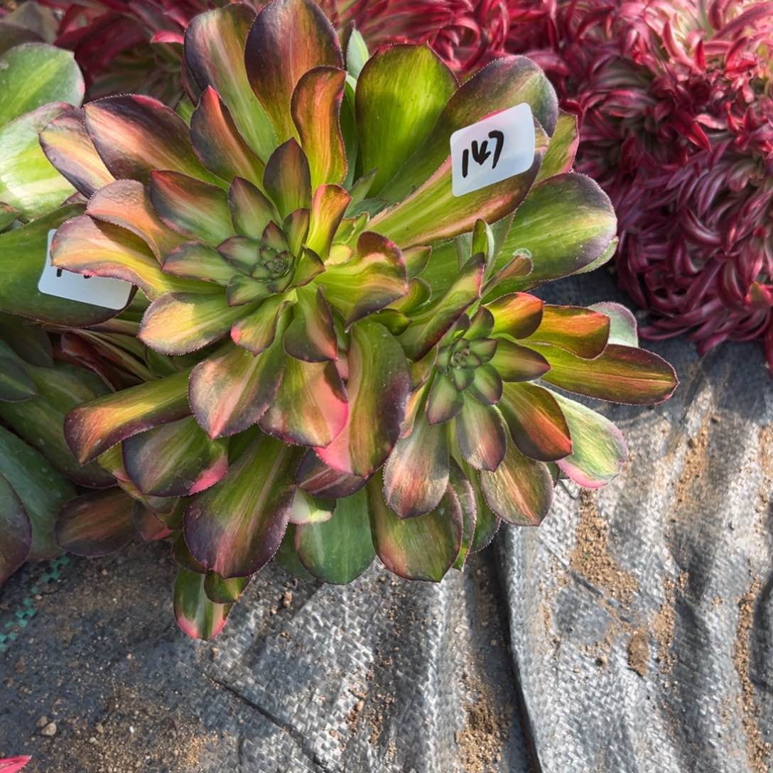 147韶秀七彩多肉植物山东