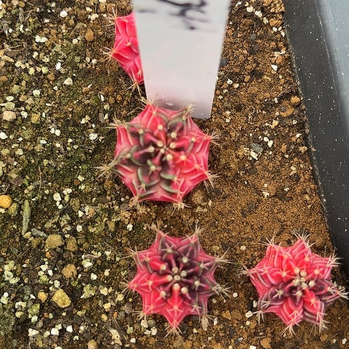 134-0525泰国发货多肉