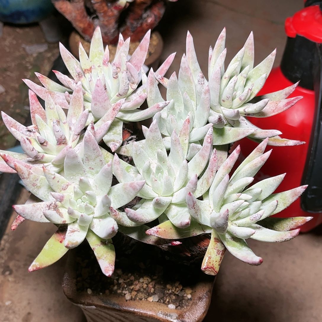 阿瑞斯多肉9266哈哈哈哈