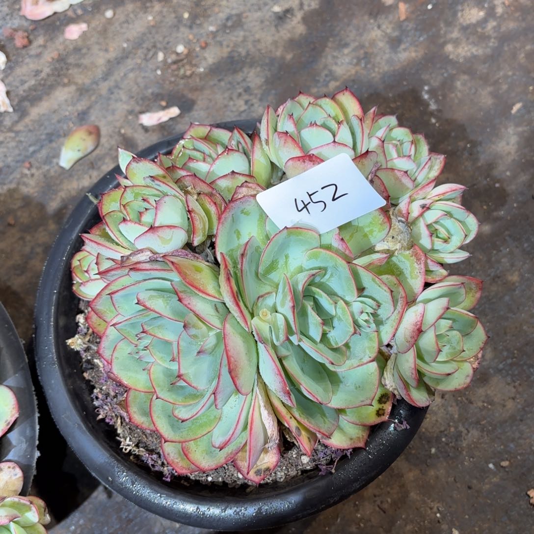 452牡丹亭同温层花卉