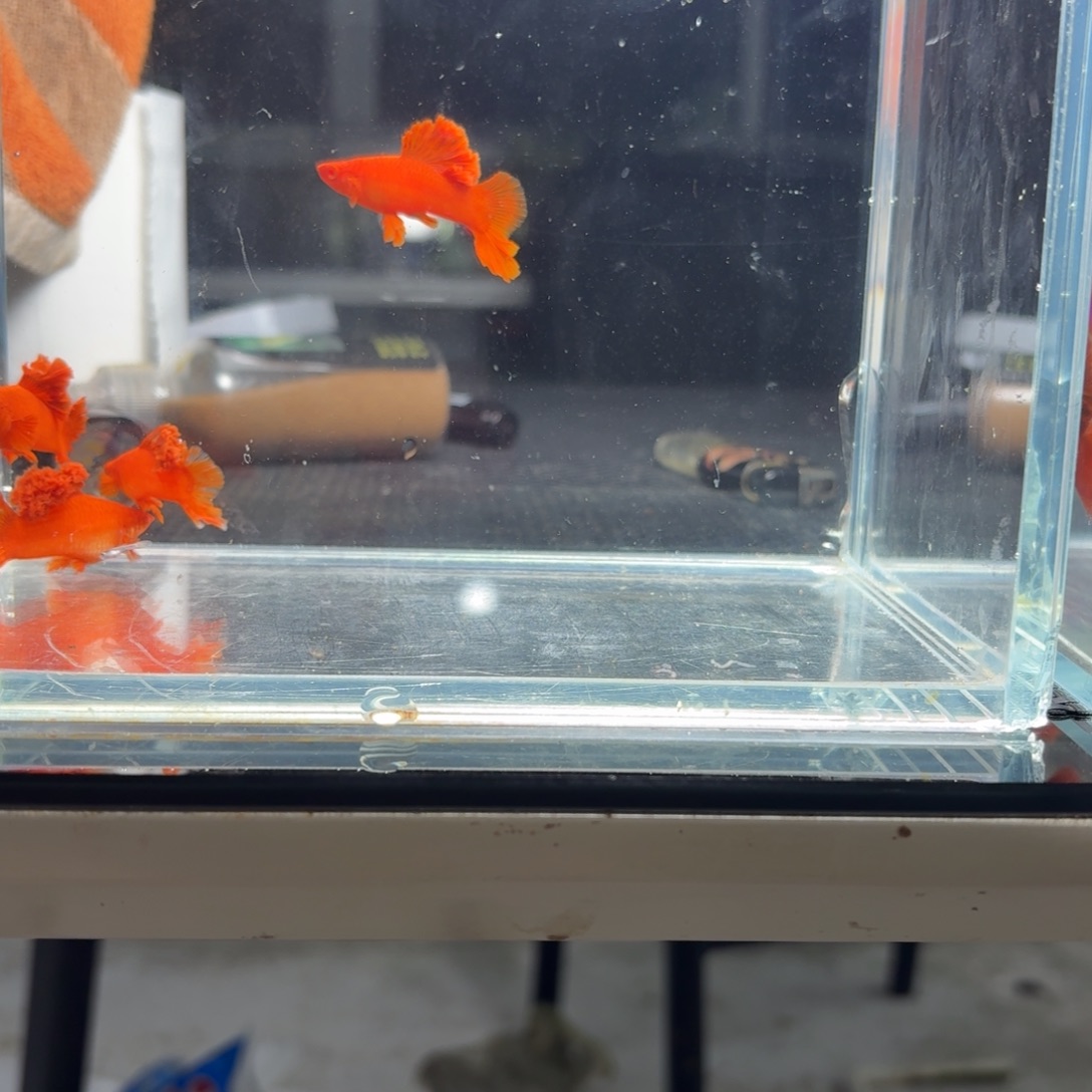 海水半月尾红箭鱼4条
