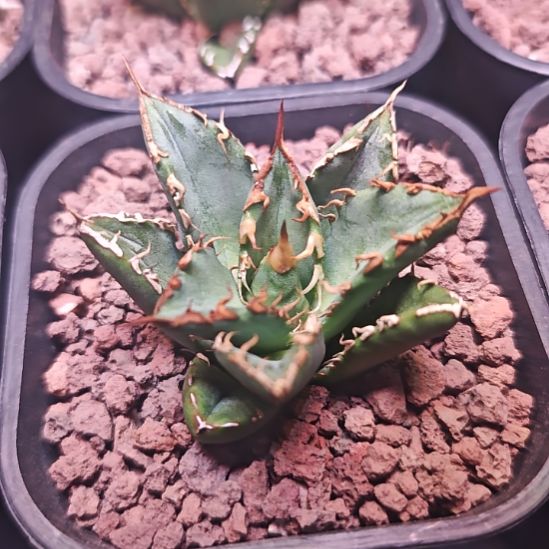 火舞仁王冠龙舌兰