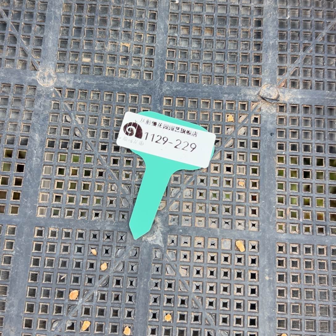 从前慢花园多肉编号1129-229