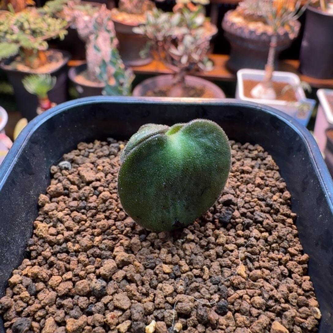 猪耳朵奇峰锦442 仙人掌