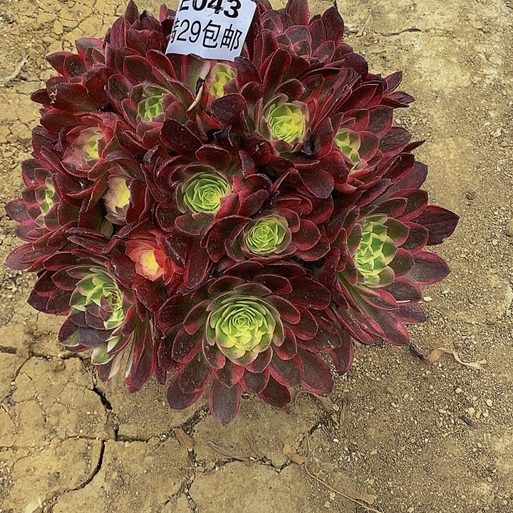 多肉海王043多肉