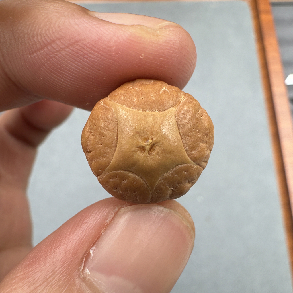 17+五星上将菩提凤眼手串三通佛头
