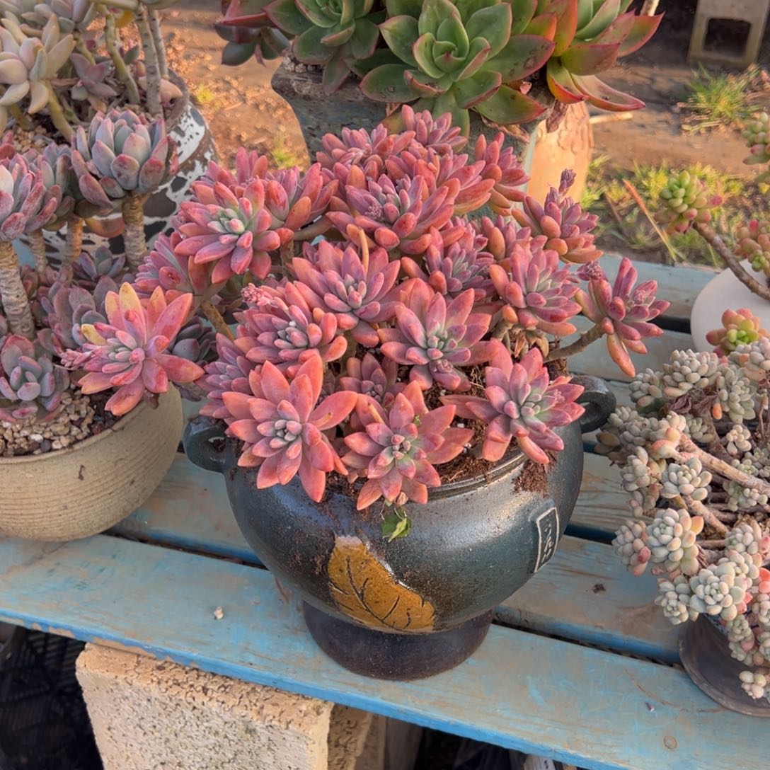 露养老桩脱土裸根秋丽