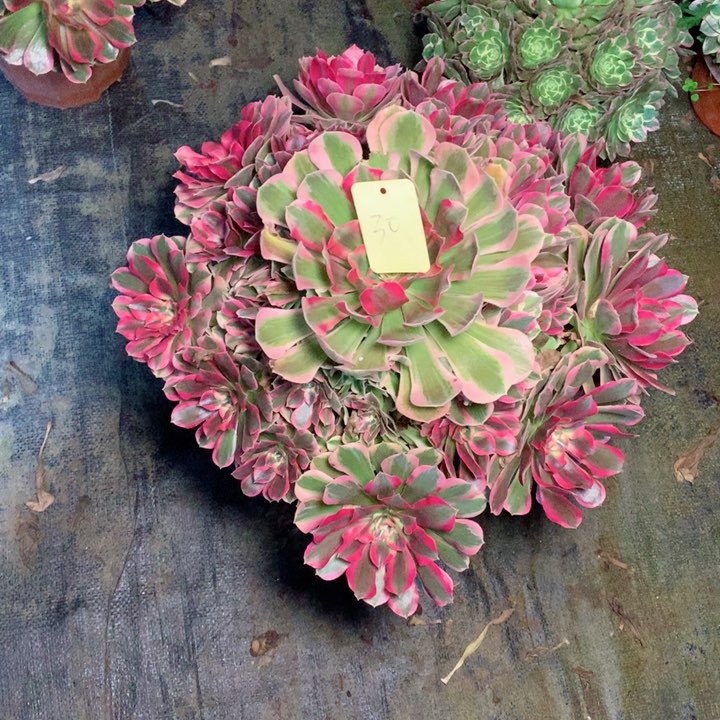 佬**饨30粉女巫多肉一物一拍