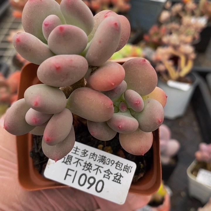 四代苹果奶5cm1090多肉植物