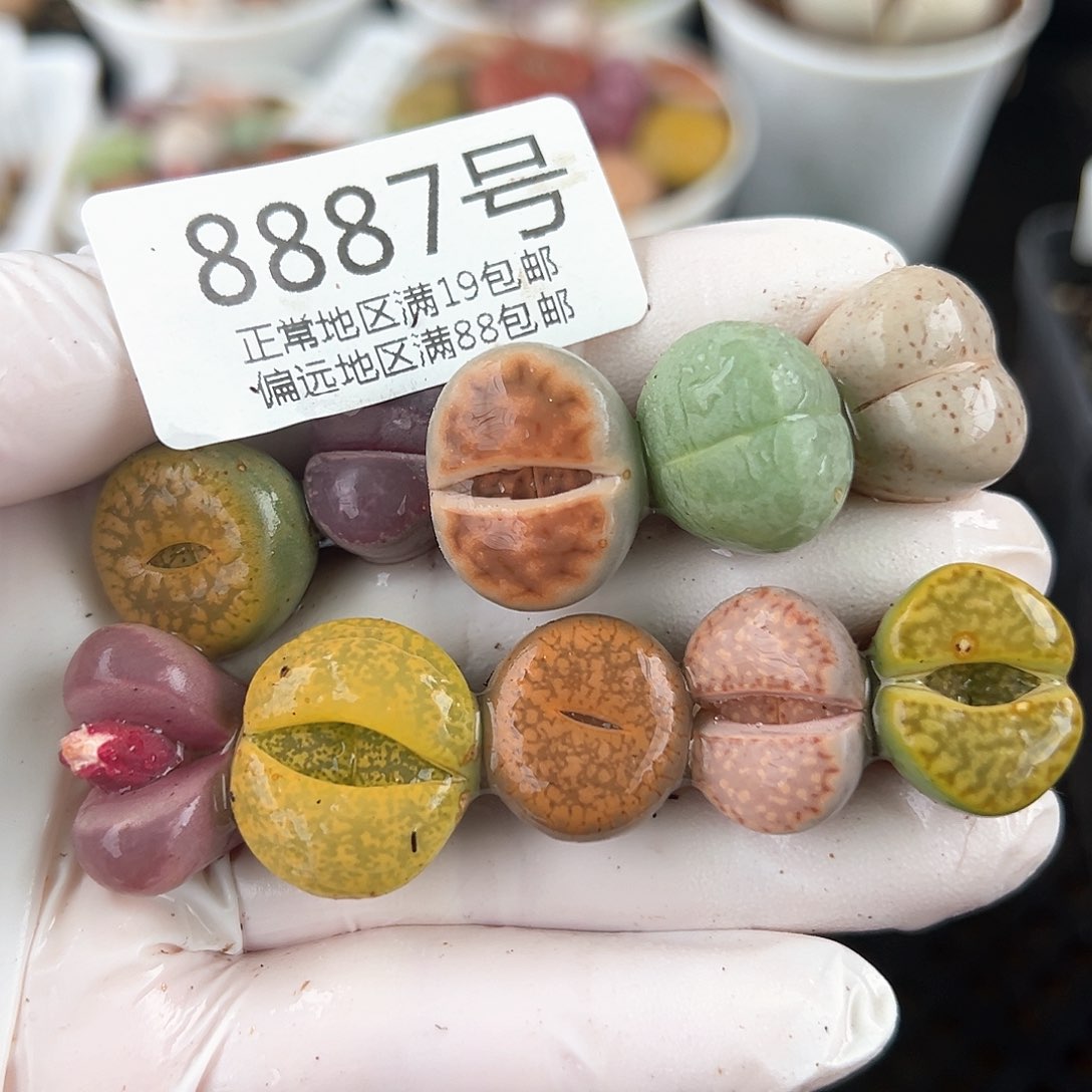 好养易活生石花大母本8887