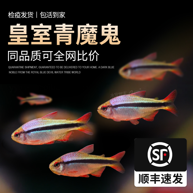 皇室青魔鬼灯鱼红绿灯宝莲灯皇室青魔鬼蓝国王甜心柠檬热带观赏鱼