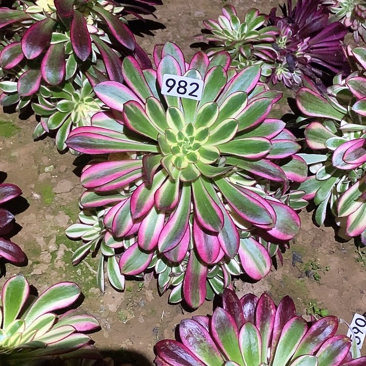 多肉植物法师982冰激凌