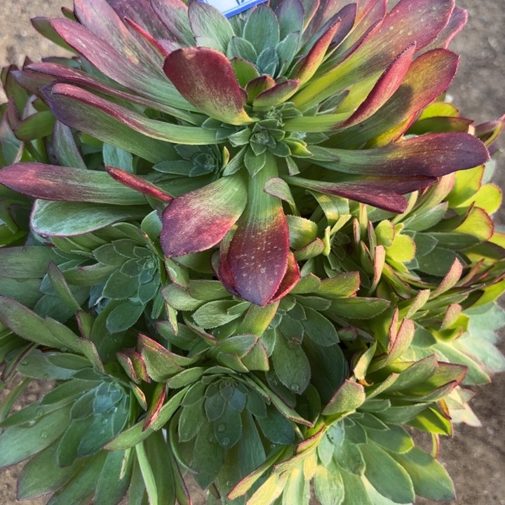 莲花多肉断枝不包47