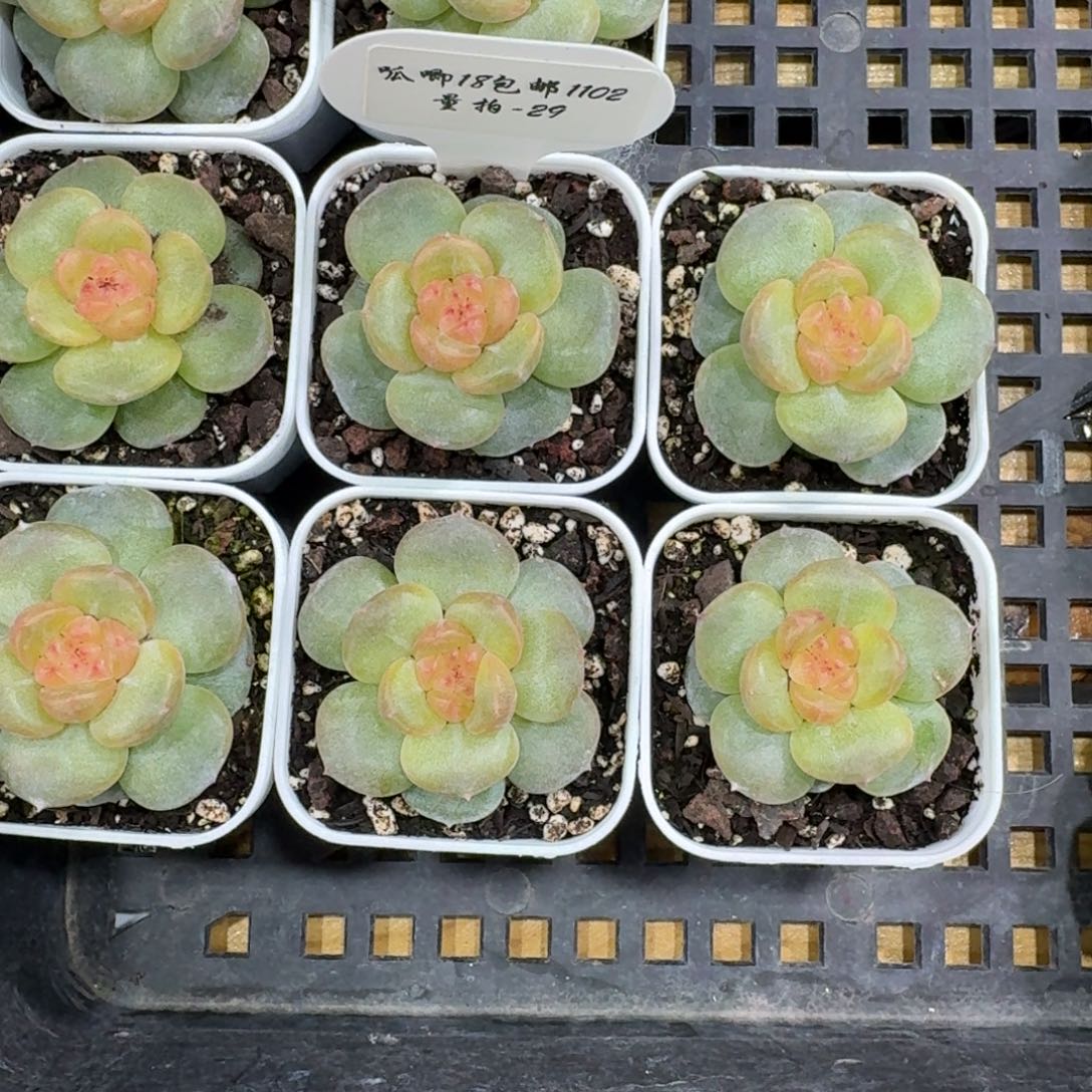 1102-29-姜饼单头量拍