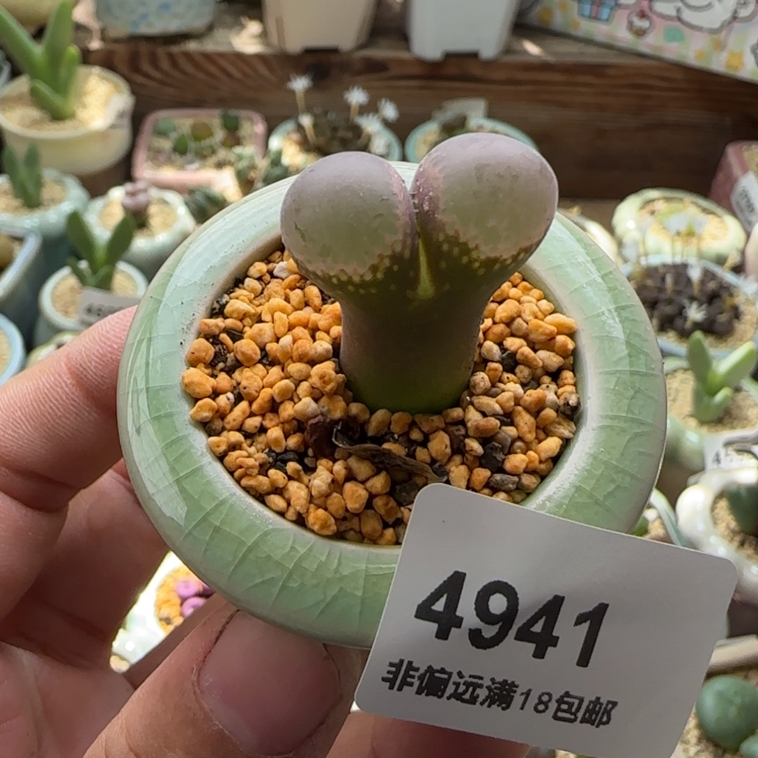 4941-一物一拍 带盆