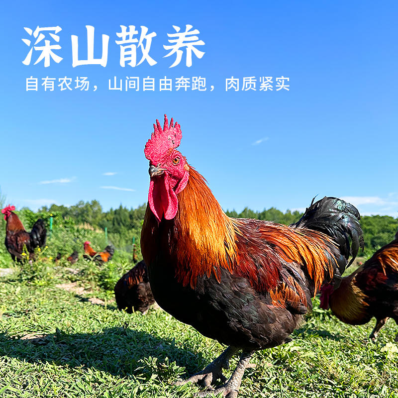 福袋长白山农家散养林下土鸡童子鸡小公鸡新鲜鸡肉现杀整只散养鸡