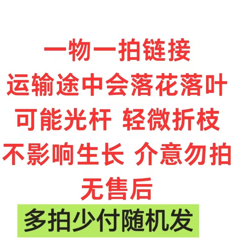 【一物一拍——兴英】三角梅运输途中会落花落叶落秃轻微枝枝介意勿拍