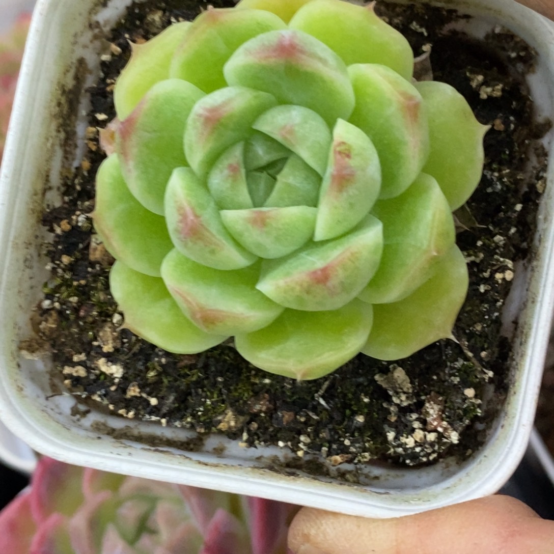 精品多肉一物拍不包整41