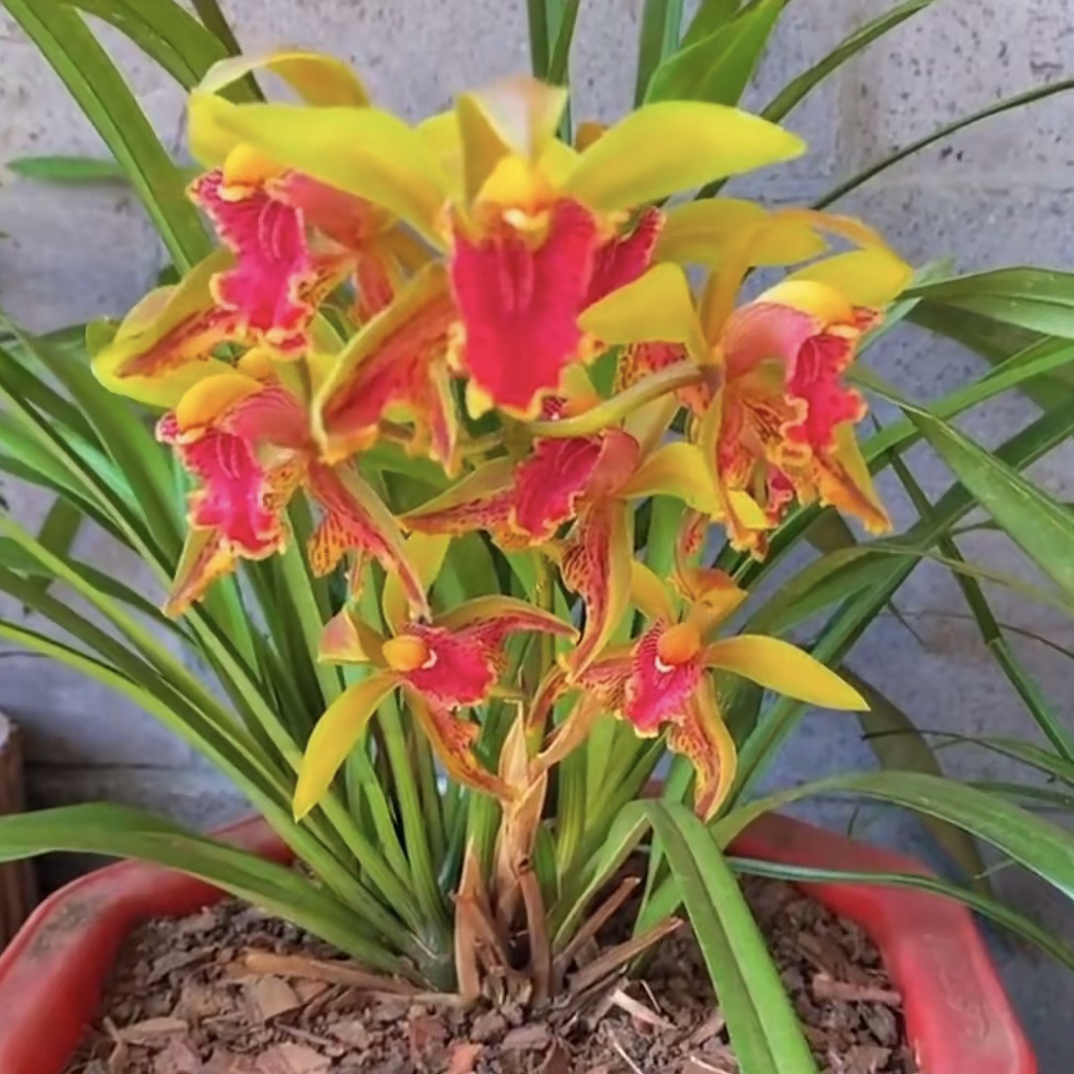 云南腾冲香花虎头兰（一物一拍)