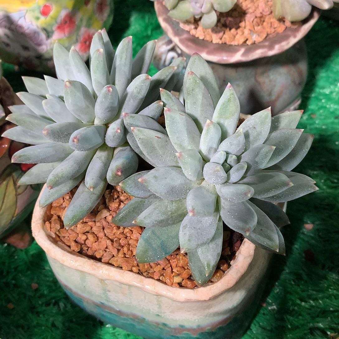 美人新品12 公分一物一拍