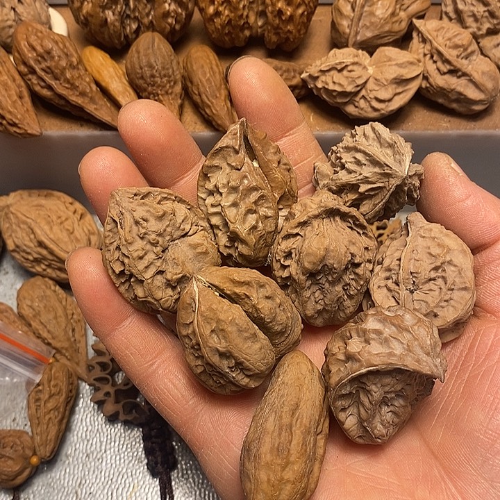 福***王文玩核桃吊坠不错