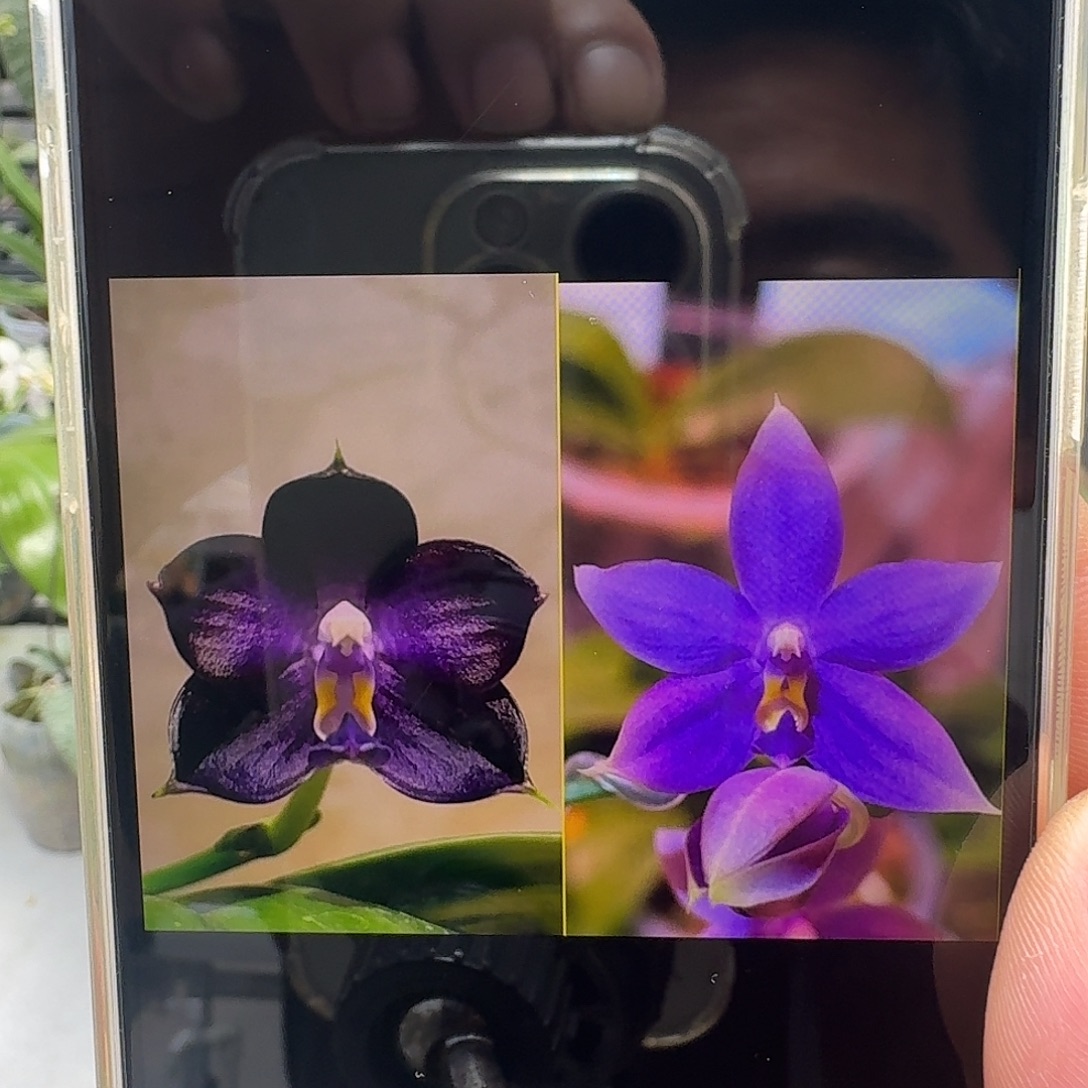 当前无花栽培后可以开花蓝鲸交彩虹
