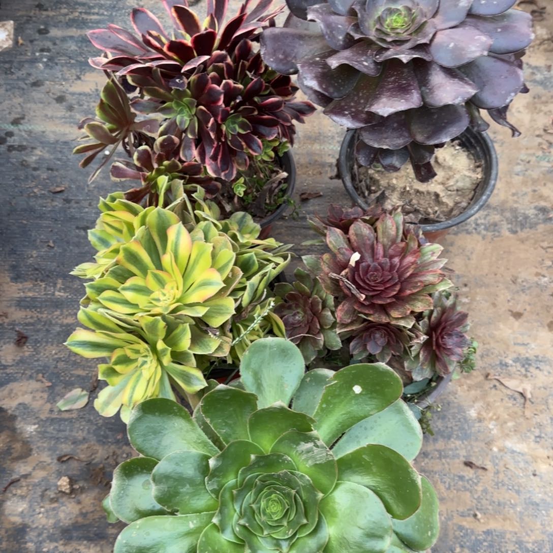 多肉5棵包邮断枝不包