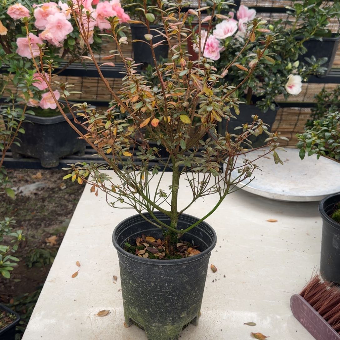 迟****完全开放红玉杜鹃