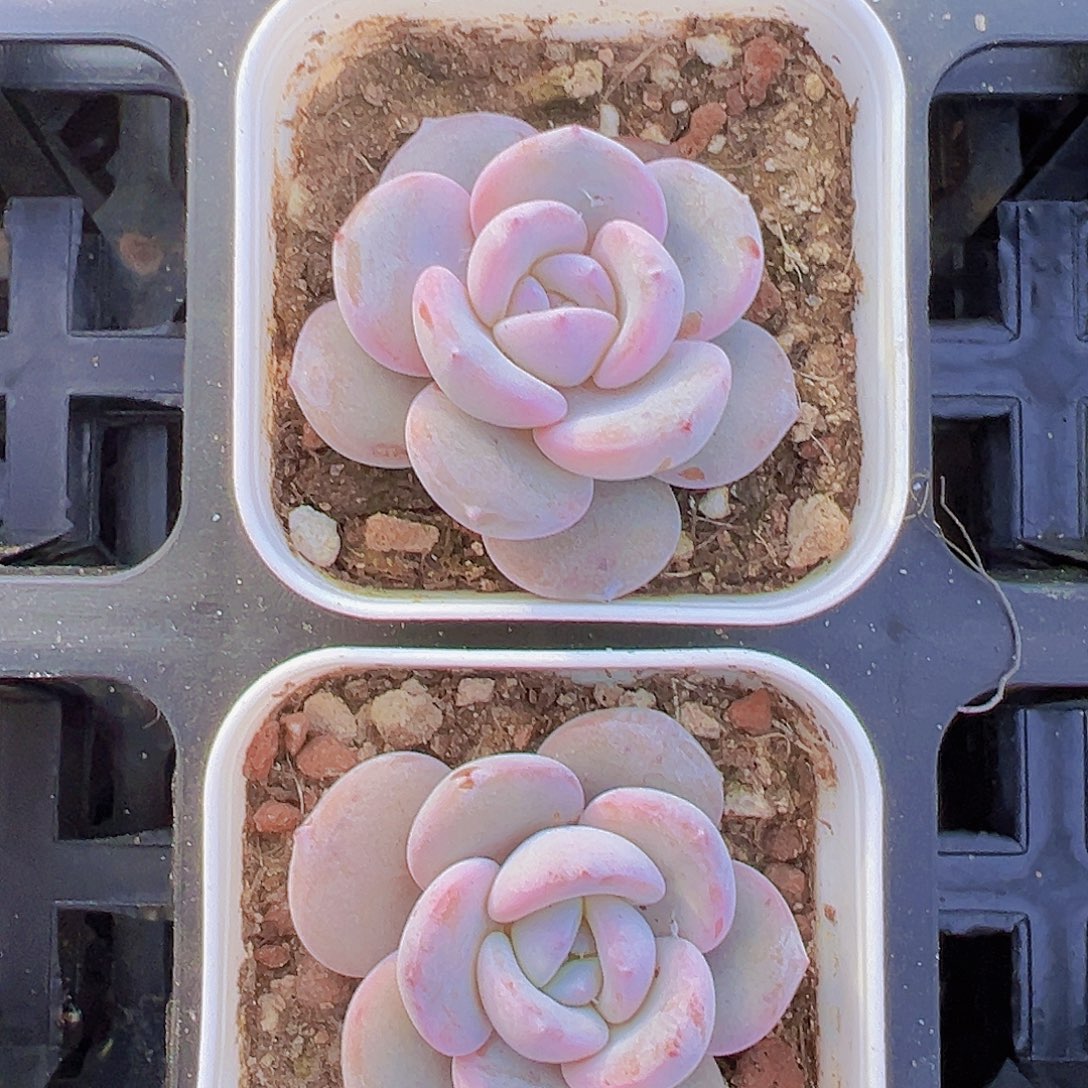 小奶茶2颗19包邮多肉