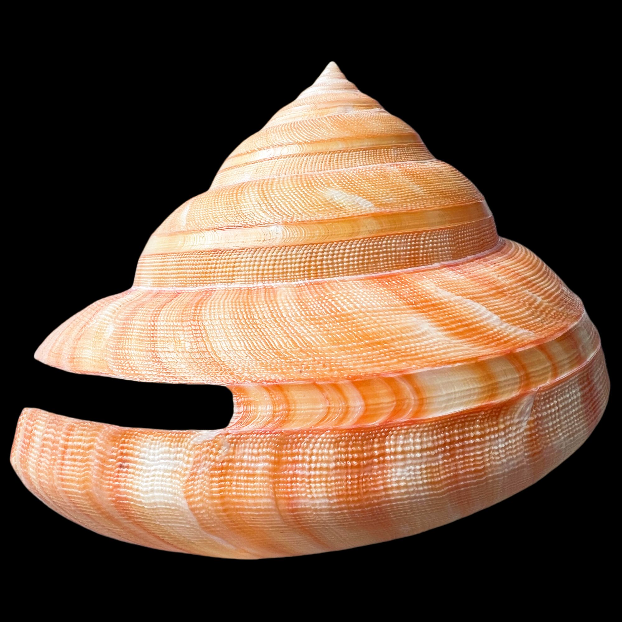 【寺町翁戎螺】111.9mm GEM（名贝）产地：东海 贝壳C