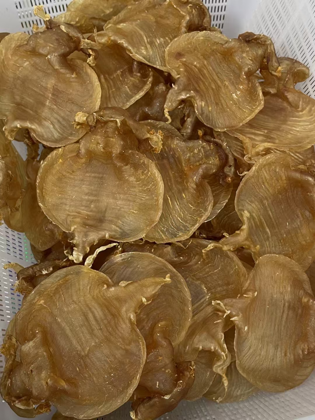 南澳各种鱼胶临时散拍链接1克～1000克5