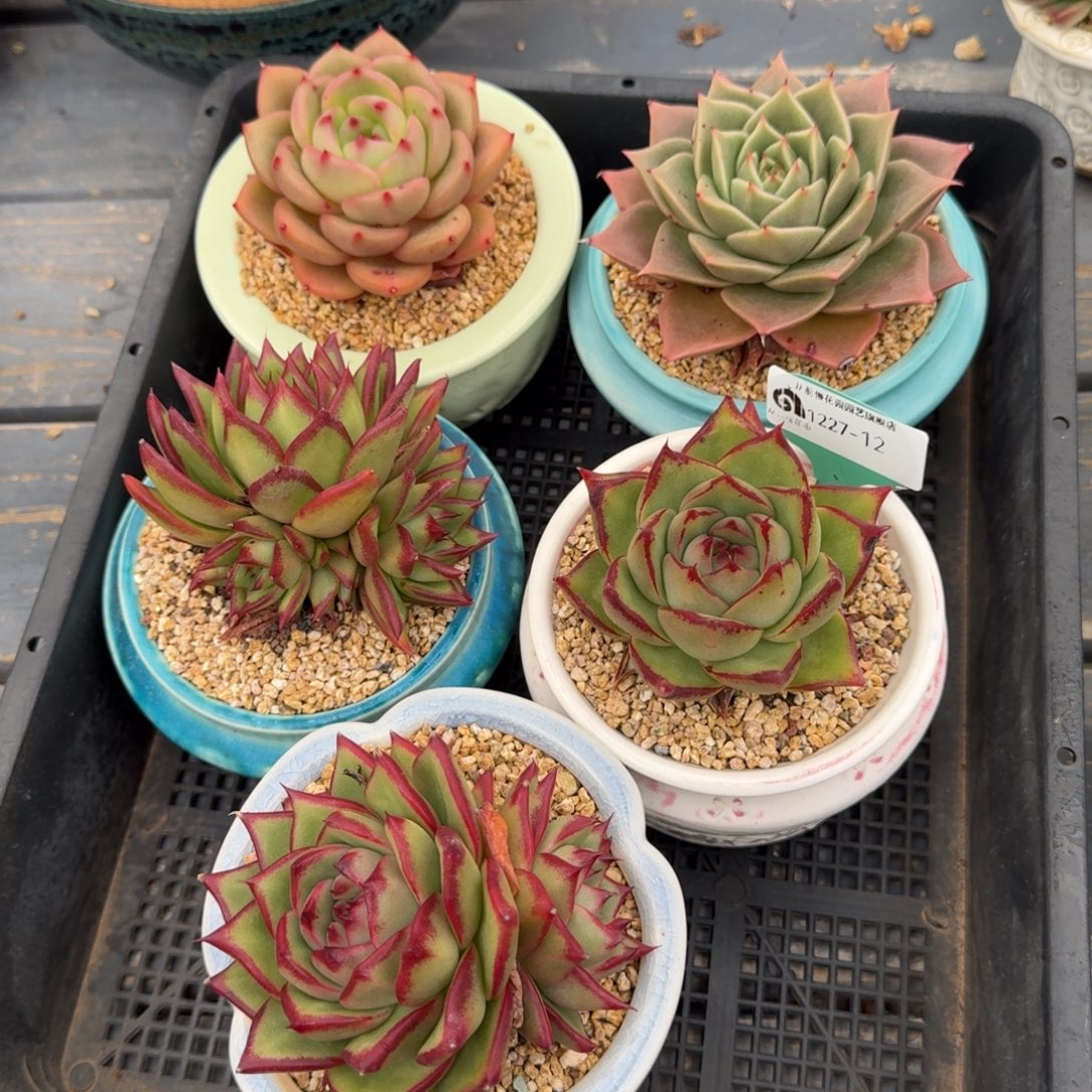 从前慢多肉精选编号1227.12