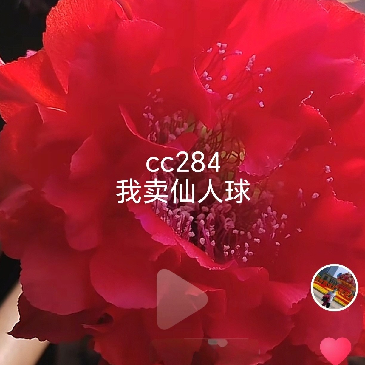 新品彩草284侧芽歪6厘米左右 ，满28米包邮非偏远