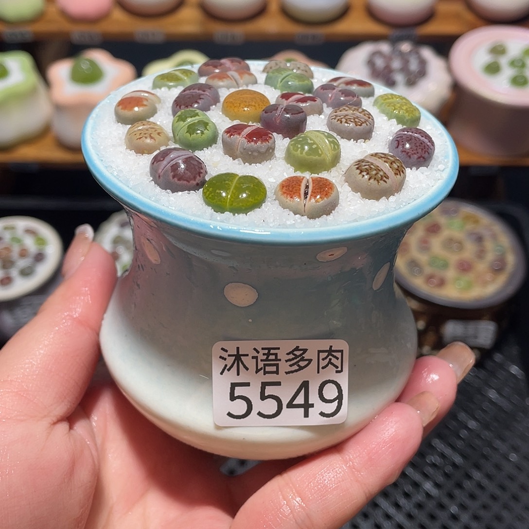 带盆土植物 一物一拍5549