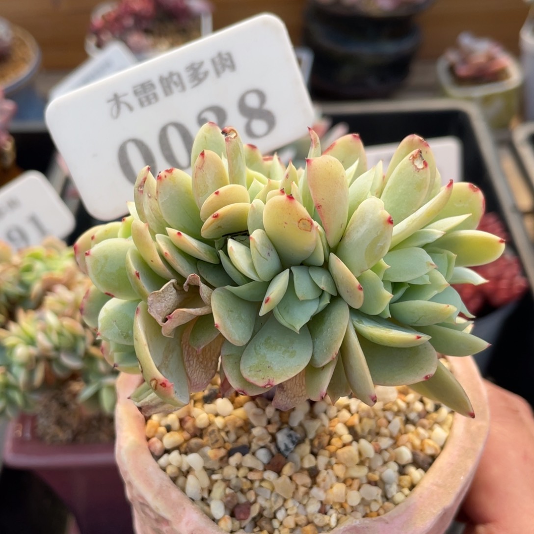 0038碧桃缀不带盆9厘米