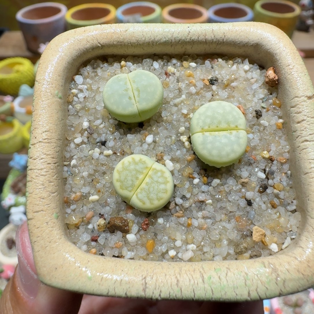 蘑菇1329奶油寿丽多肉植物