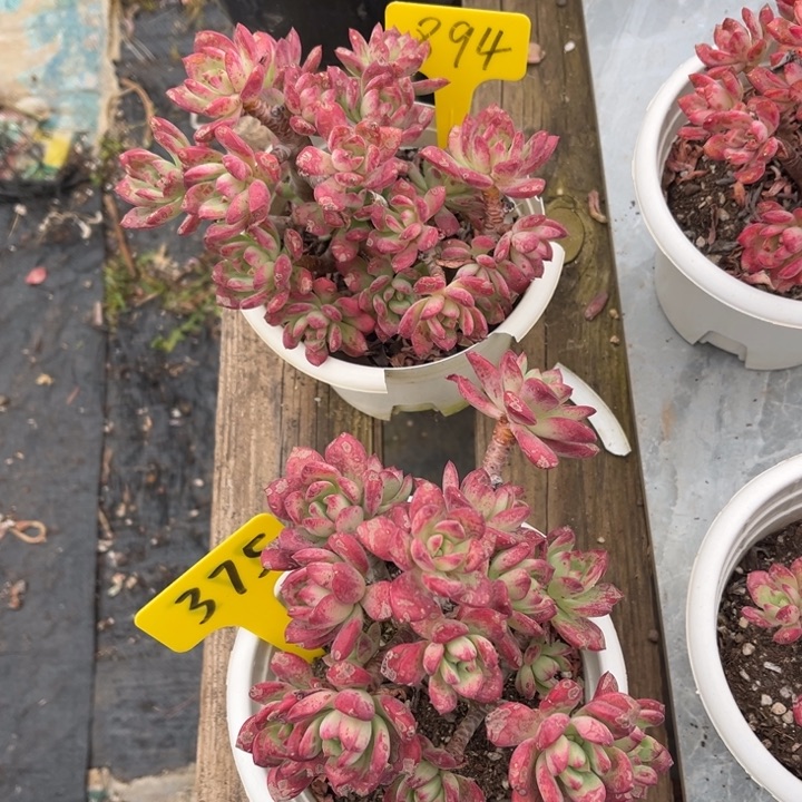 红稚莲多肉两颗894 375